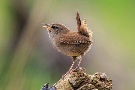 Closeup of a Eurasian Wren bird, Troglodytes troglodytes, bird singing in a forest during Springtimeの写真素材