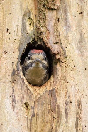 Closeup of a juvenile great spotted woodpecker bird, Dendrocopos major, in a tree nest hole in a forestの写真素材