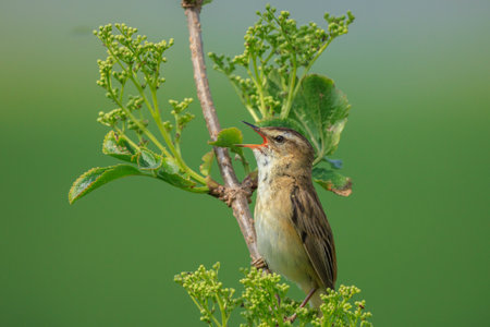 Closeup of a Sedge Warbler bird, Acrocephalusschoenobaenus, singing to attract a female during...