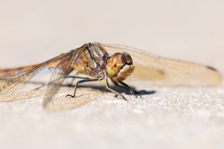 Close-up of a male vagrant darter, Sympetrum vulgatum, hanging on vegetation