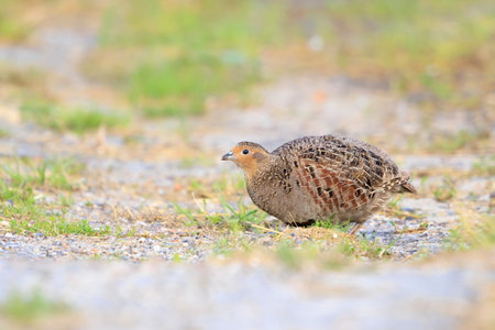 Closeup of a gray partridge, Perdix perdix, foraging in a green meadow.