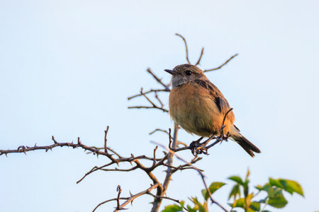 Stonechat, Saxicola rubicola, bird close-up singing in the morning sun