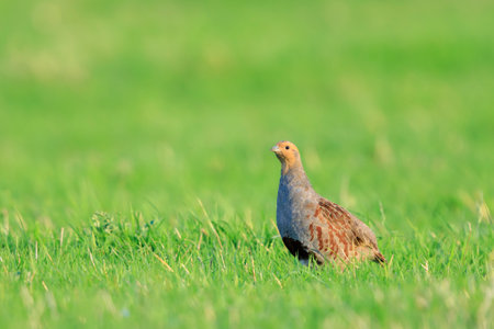 Closeup of a gray partridge, Perdix perdix, foraging and running in a green meadow.の写真素材