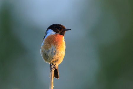 Stonechat, Saxicola rubicola, male bird close-up singing in the morning sun