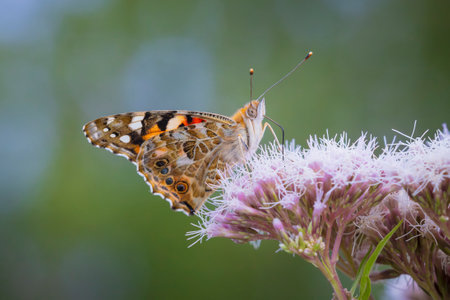 Painted Lady butterfly, Vanessa Cardui, closeup feeding nectar.