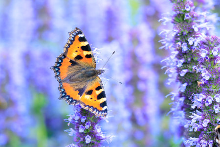 Close-up of the small tortoiseshell Aglais urticae butterfly. Isolated by purple natureの写真素材