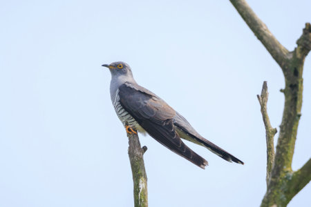 Common cuckoo bird, Cuculus canorus, resting and singing in a tree. It is a brood parasite, which...