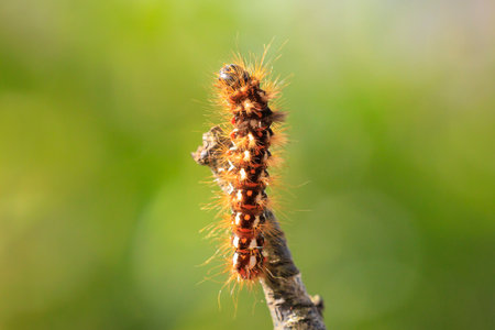 Closeup of a caterpillar or larva of a Acronicta rumicis, the knot grass moth, feeding leaves in nature.の写真素材