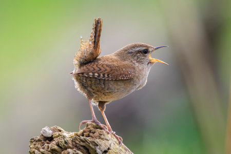 Closeup of a Eurasian Wren bird, Troglodytes troglodytes, bird singing in a forest during Springtime