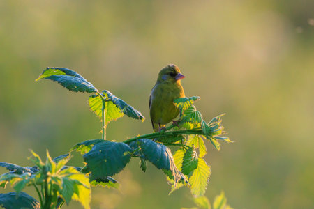 Colorful greenfinch bird Chloris chloris singing in Springtime