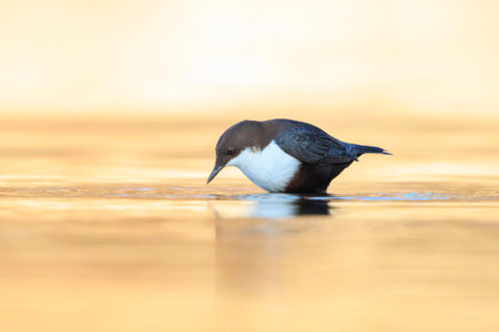 Close-up of a Northern white-throated dipper, Cinclus cinclus cinclus, foraging in water
