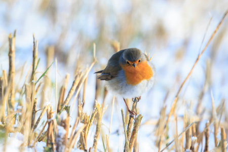 Closeup of a European robin Erithacus rubecula foraging in snow during Winter seasonの写真素材