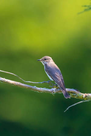 Closeup of a spotted flycatcher bird, Muscicapa striata, perching on a branch, singing in a green...