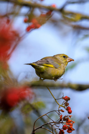 Colorful greenfinch bird Chloris chloris foraging in a forest