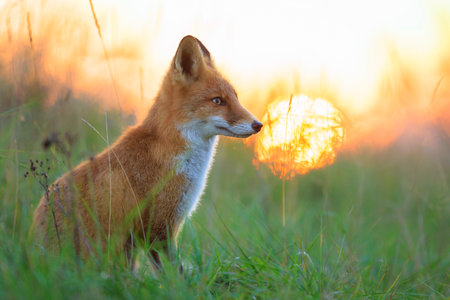 Wild young red fox vulpes vulpes resting during sunset. The sun light and the colors of Autumn or...