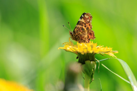 Close-up of the Map butterfly, Araschnia levana, in spring season outfit with wings open,の写真素材