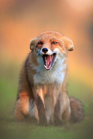 Wild red fox, vulpes vulpes scavenging and foraging in a meadow.の写真素材