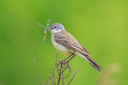 Closeup of a western yellow wagtail female bird Motacilla flava hunting for prey to feed chicks, beak filled with insects.の写真素材