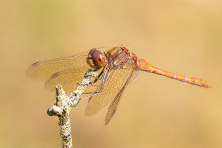 View of a common Darter, Sympetrum striolatum, male with his wings spread he is drying his wings in...