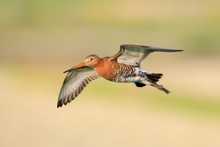 Black-tailed godwit Limosa limosa in flight against a blue sky.