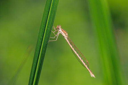 Common winter damselfly, Sympecma fusca, resting on a stem. They can be found all year round as it...