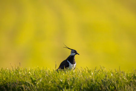 Northern lapwing, Vanellus vanellus, foraging in a meadow in bright sunlight.