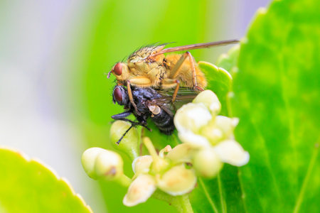 Closeup of a Scathophaga stercoraria insect, also known as the yellow dung fly or the golden dung...
