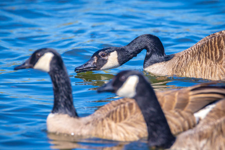 Close-up of an aggressive Canada goose, Branta canadensis, with reflection, swimming in a pond.の写真素材