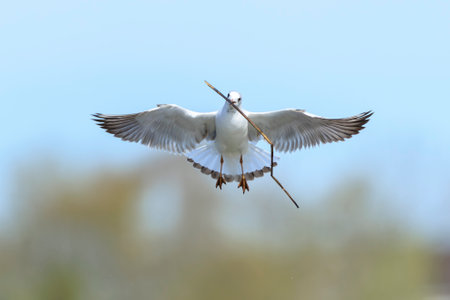 Close-up of a Black-headed gull, Chroicocephalus ridibundus, in flight