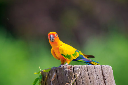 Closeup of sun parakeet or sun conure Aratinga solstitialis, bird. It is a medium-sized, vibrantly colored parrot native to northeastern South America.の写真素材