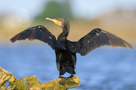 Black cormorant bird, Phalacrocorax carbo, lets its wings dry in the sun. This is characteristic...