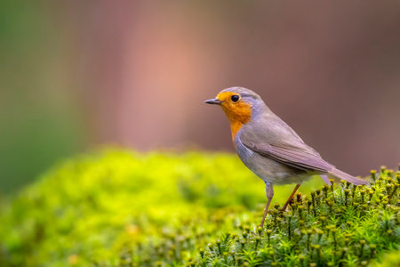 Close-up of a European robin Erithacus rubecula foraging in a forest