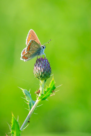 Close up of the brown argus butterfly, Aricia agestis, pollinating in a flowers field. Top view, open wingsの写真素材