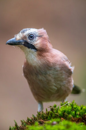 Close-up of a Eurasian jay Garrulus glandarius in a forest foraging insects to feed.