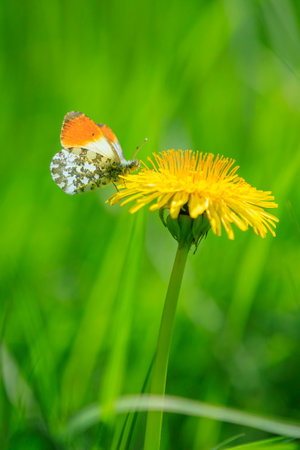 Anthocharis cardamines Orange tip male butterfly resting in sunlight top view with wings opened.の写真素材