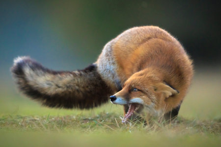 Wild red fox, vulpes vulpes scavenging and foraging in a meadow.