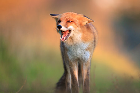 Wild red fox, vulpes vulpes scavenging and foraging in a meadow.の写真素材