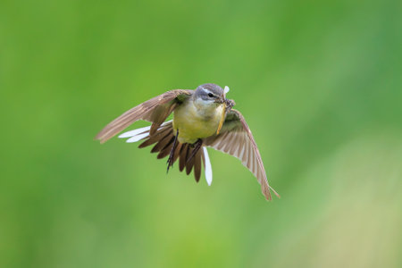 Closeup of a western yellow wagtail female bird Motacilla flava hunting for prey to feed chicks, beak filled with insects.の写真素材