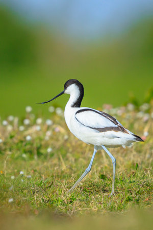Close-up of a Pied Avocet, Recurvirostra avosetta, foraging in blue waterの写真素材