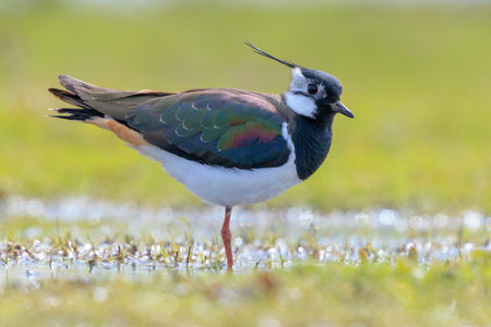 Northern lapwing, Vanellus vanellus, foraging in a meadow in bright sunlight.の写真素材