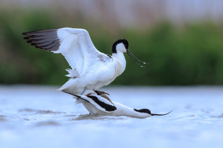 Close-up of a Pied Avocet, Recurvirostra avosettaの写真素材