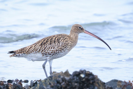 Eurasian curlew Numenius arquata shorebird perched on rocks.