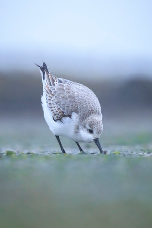 Sanderling, calidris alba, sandpiper bird foraging shells and scallops on a beach