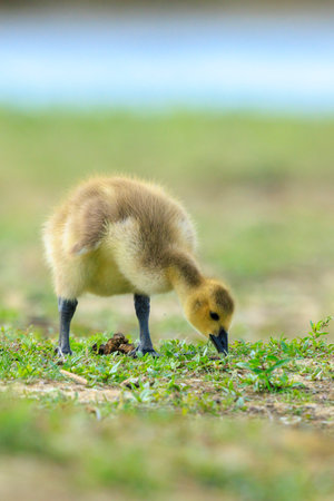 Close-up of a Canada goose Branta canadensis, chick or pullus foraging in a green meadowの写真素材