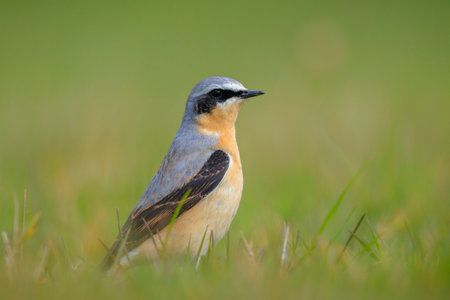 Close-up of a Northern wheatear male bird, Oenanthe oenanthe, foraging in grass