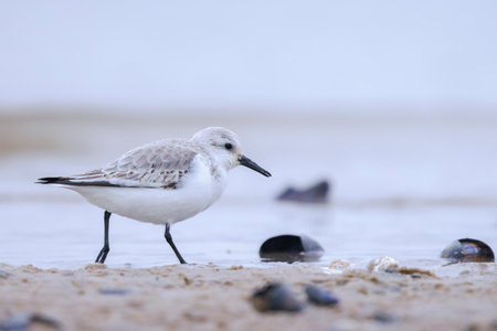 Sanderling, calidris alba, sandpiper bird foraging shells and scallops on a beach