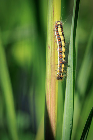 Closeup of a caterpillar crawling and eating