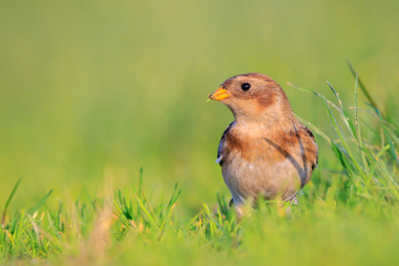 Closeup of a snow bunting, Plectrophenax nivalis, female bird foraging in grassの写真素材