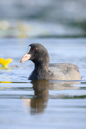 Eurasian coot, Fulica atra, waterfowl foraging closeup. Low point of view, vibrant colors and sunlight.の写真素材