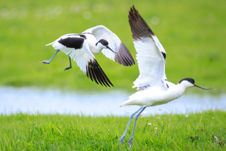 Close-up of a Pied Avocet, Recurvirostra avosetta, in a fieldの写真素材